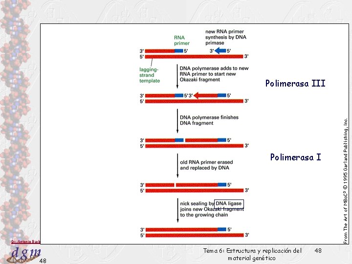 Polimerasa III Polimerasa I Dr. Antonio Barbadilla 48 Tema 6: Estructura y replicación del