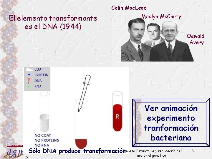 Colin Mac. Leod El elemento transformante es el DNA (1944) Maclyn Mc. Carty Oswald