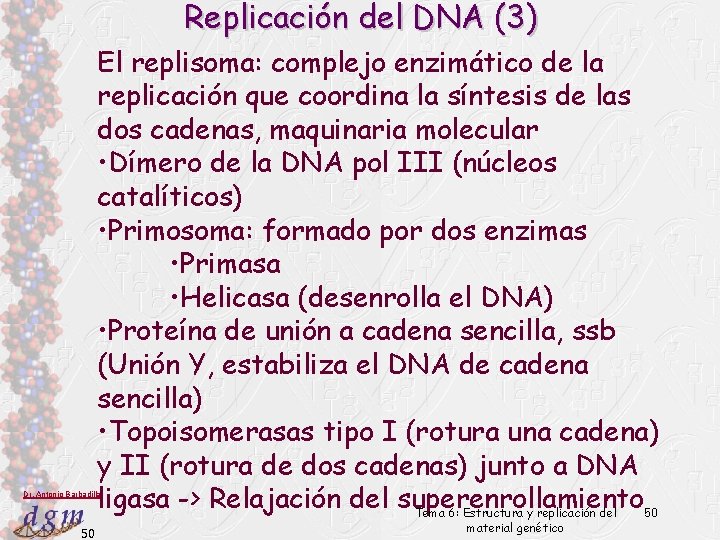 Replicación del DNA (3) El replisoma: complejo enzimático de la replicación que coordina la