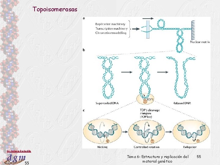 Topoisomerasas Dr. Antonio Barbadilla 55 Tema 6: Estructura y replicación del material genético 55