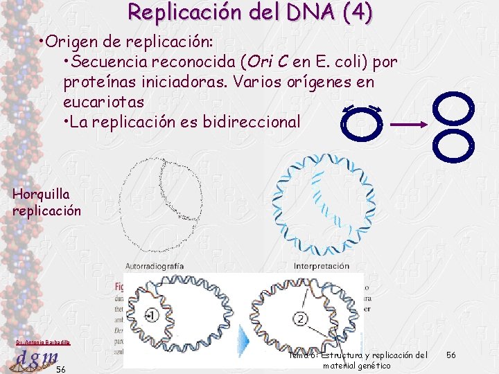 Replicación del DNA (4) • Origen de replicación: • Secuencia reconocida (Ori C en