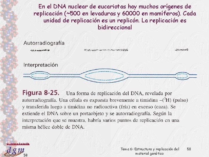 En el DNA nuclear de eucariotas hay muchos orígenes de replicación (~500 en levaduras