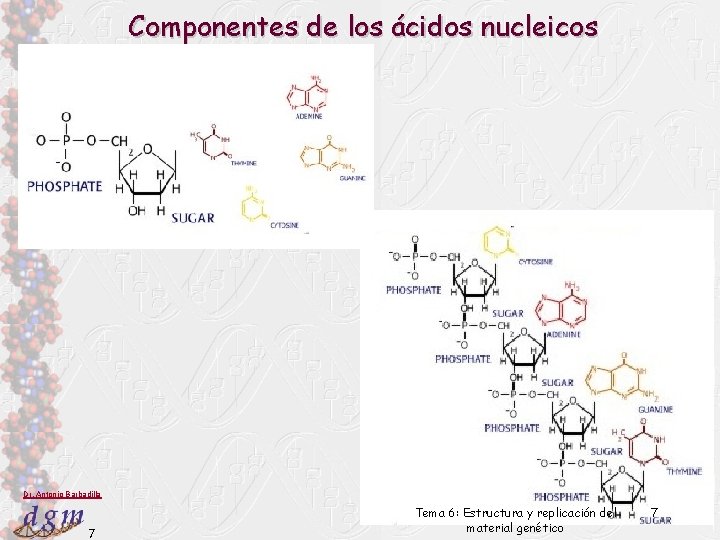 Componentes de los ácidos nucleicos adenina timina guanina citosina Dr. Antonio Barbadilla 7 Tema