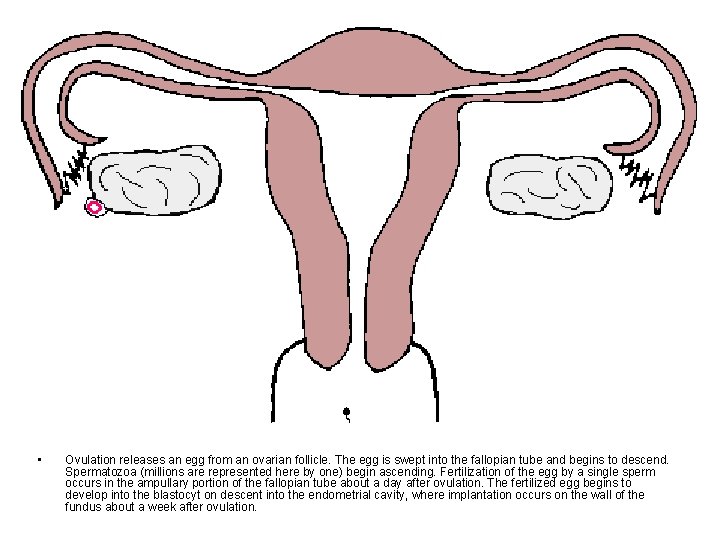  • Ovulation releases an egg from an ovarian follicle. The egg is swept