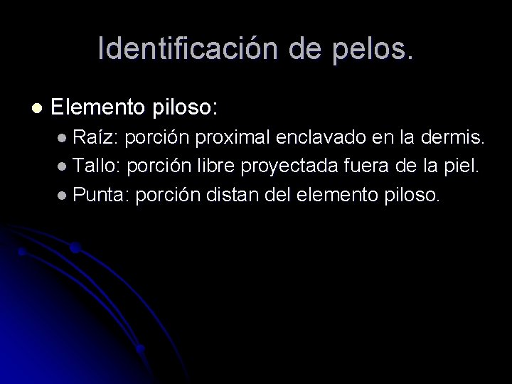 Identificación de pelos. l Elemento piloso: l Raíz: porción proximal enclavado en la dermis.