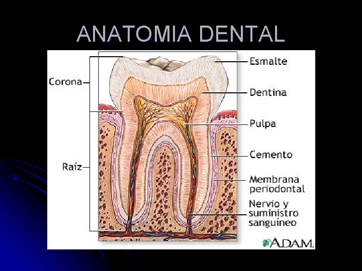 ANATOMIA DENTAL 