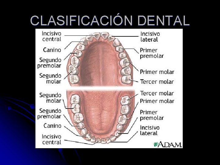 CLASIFICACIÓN DENTAL 