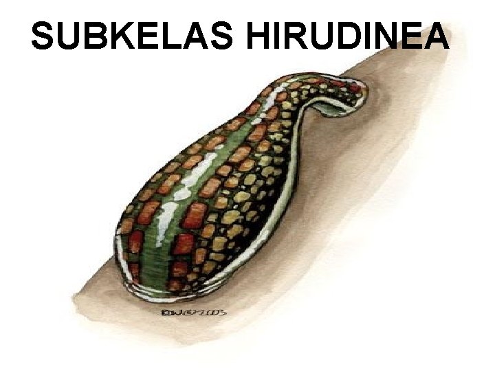 SUBKELAS HIRUDINEA 