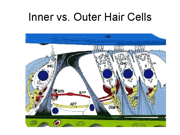 Inner vs. Outer Hair Cells 