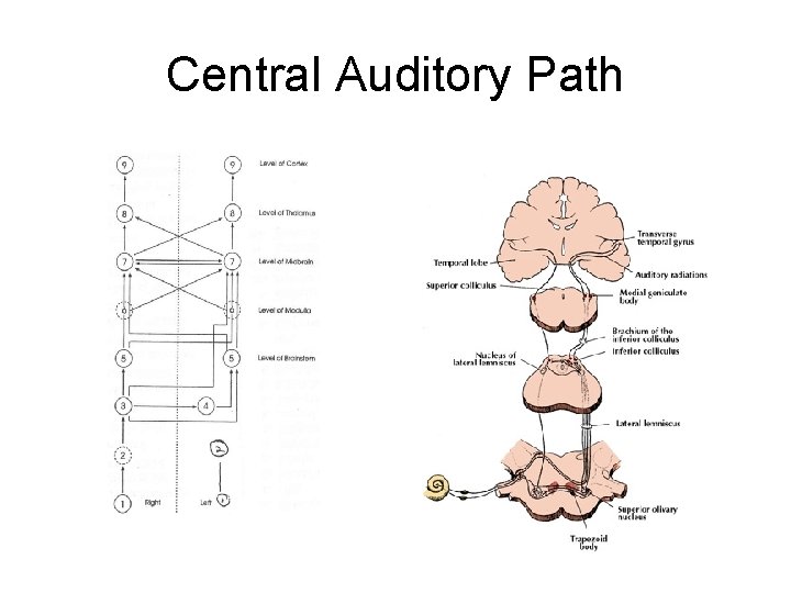 Central Auditory Path 