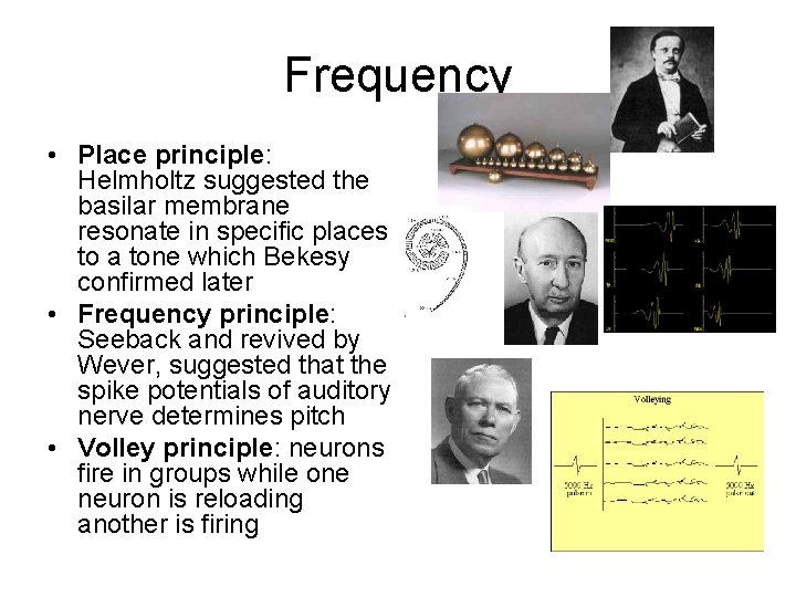 Frequency • Place principle: Helmholtz suggested the basilar membrane resonate in specific places to