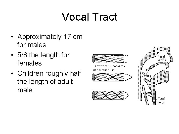 Vocal Tract • Approximately 17 cm for males • 5/6 the length for females