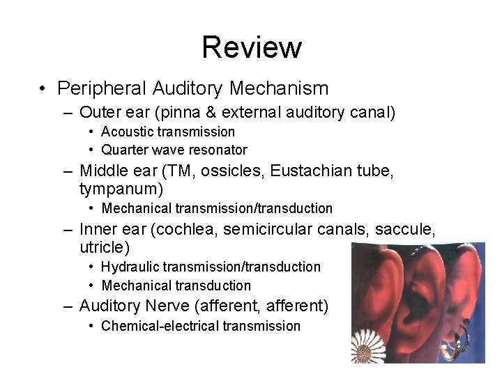 Review • Peripheral Auditory Mechanism – Outer ear (pinna & external auditory canal) •