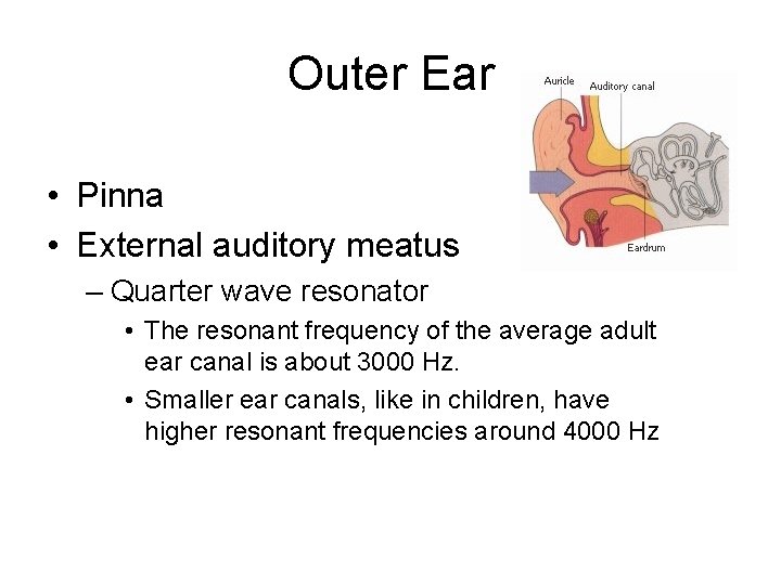 Outer Ear • Pinna • External auditory meatus – Quarter wave resonator • The