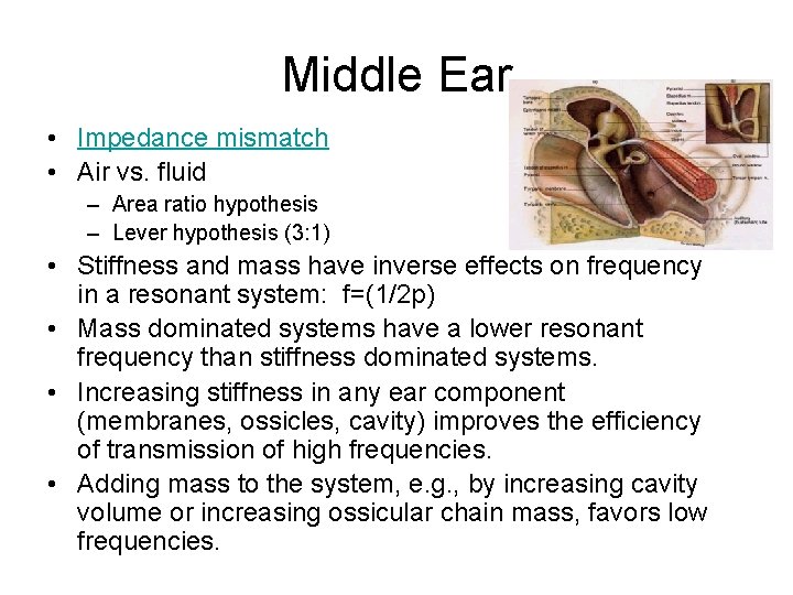 Middle Ear • Impedance mismatch • Air vs. fluid – Area ratio hypothesis –