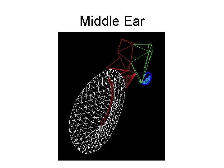 Middle Ear 