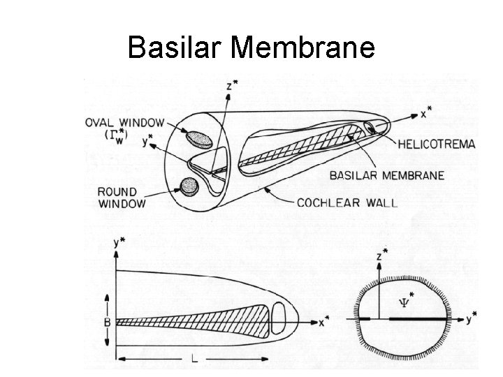 Basilar Membrane 