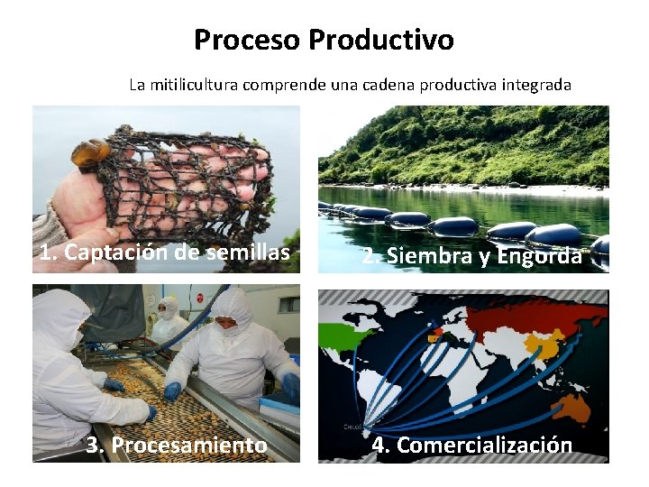 Proceso Productivo La mitilicultura comprende una cadena productiva integrada 1. Captación de semillas 3.