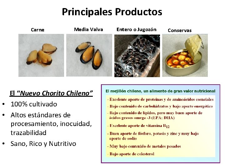 Principales Productos Carne Media Valva El “Nuevo Chorito Chileno” • 100% cultivado • Altos