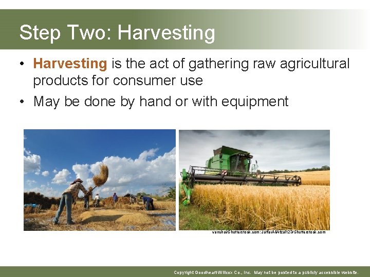 Step Two: Harvesting • Harvesting is the act of gathering raw agricultural products for