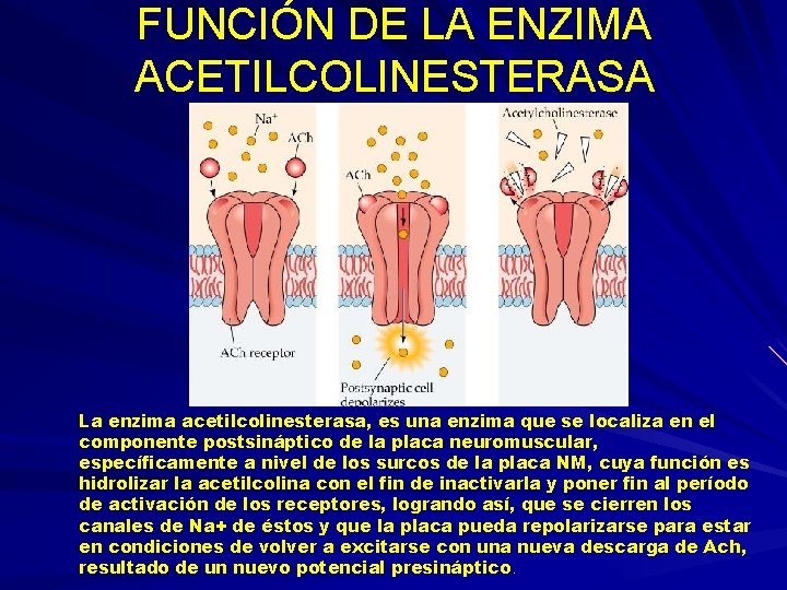 FUNCIÓN DE LA ENZIMA ACETILCOLINESTERASA La enzima acetilcolinesterasa, es una enzima que se localiza