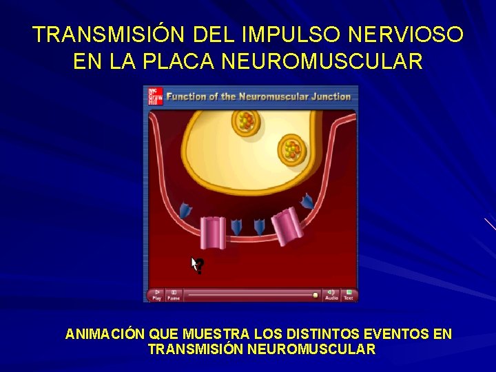 TRANSMISIÓN DEL IMPULSO NERVIOSO EN LA PLACA NEUROMUSCULAR ANIMACIÓN QUE MUESTRA LOS DISTINTOS EVENTOS