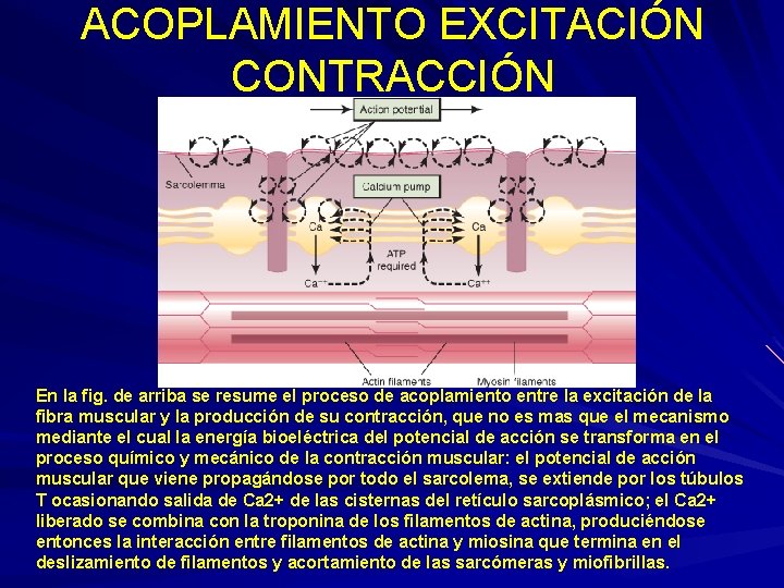 ACOPLAMIENTO EXCITACIÓN CONTRACCIÓN En la fig. de arriba se resume el proceso de acoplamiento