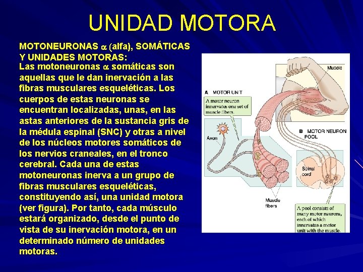 UNIDAD MOTORA MOTONEURONAS a (alfa), SOMÁTICAS Y UNIDADES MOTORAS: Las motoneuronas a somáticas son