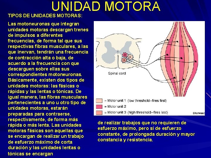 UNIDAD MOTORA TIPOS DE UNIDADES MOTORAS: Las motoneuronas que integran unidades motoras descargan trenes