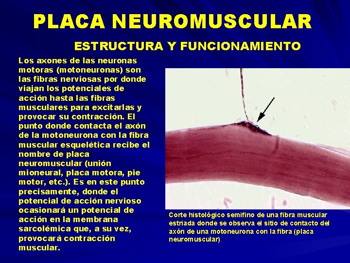 PLACA NEUROMUSCULAR ESTRUCTURA Y FUNCIONAMIENTO Los axones de las neuronas motoras (motoneuronas) son las