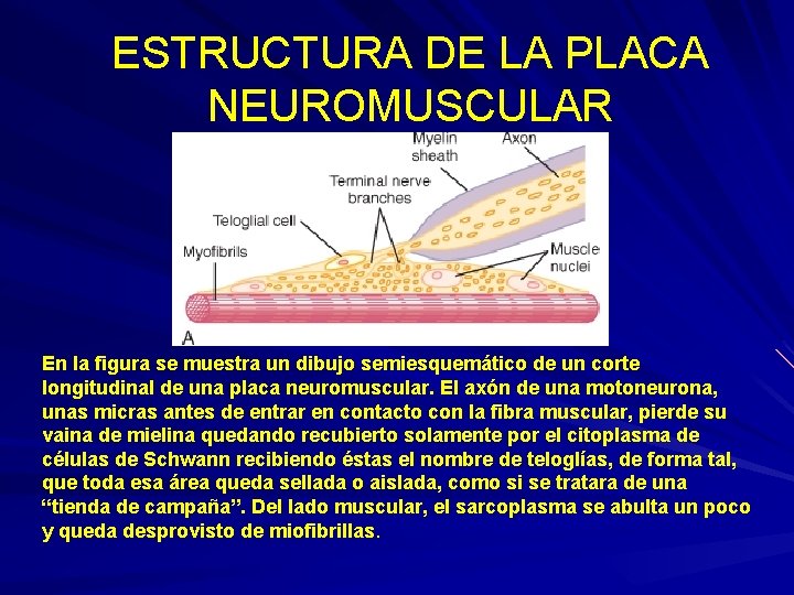 ESTRUCTURA DE LA PLACA NEUROMUSCULAR En la figura se muestra un dibujo semiesquemático de