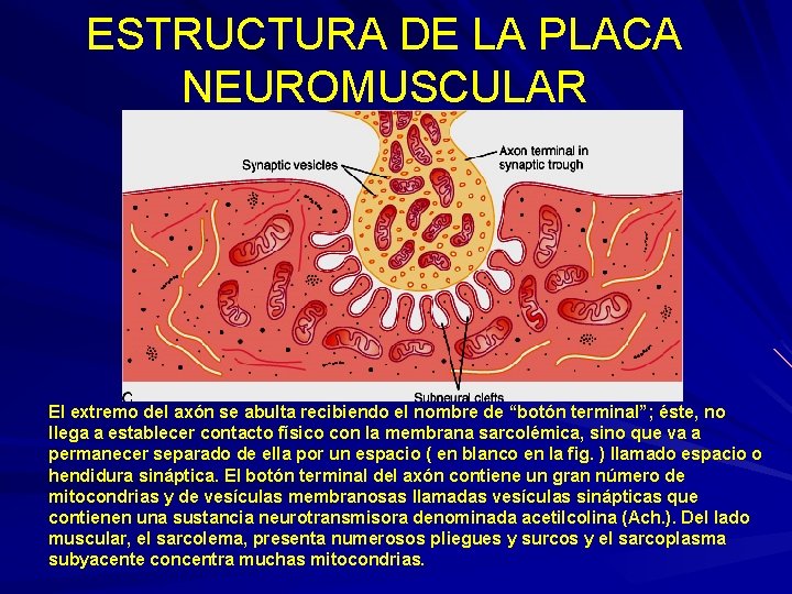 ESTRUCTURA DE LA PLACA NEUROMUSCULAR El extremo del axón se abulta recibiendo el nombre