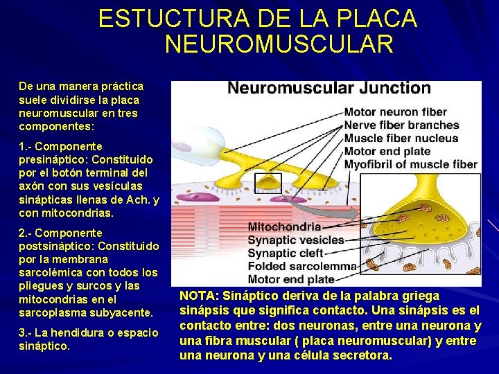 ESTUCTURA DE LA PLACA NEUROMUSCULAR De una manera práctica suele dividirse la placa neuromuscular