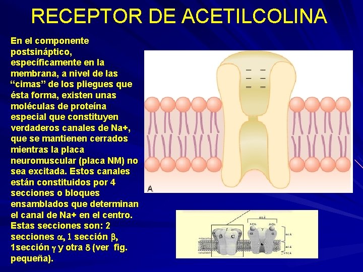 RECEPTOR DE ACETILCOLINA En el componente postsináptico, específicamente en la membrana, a nivel de