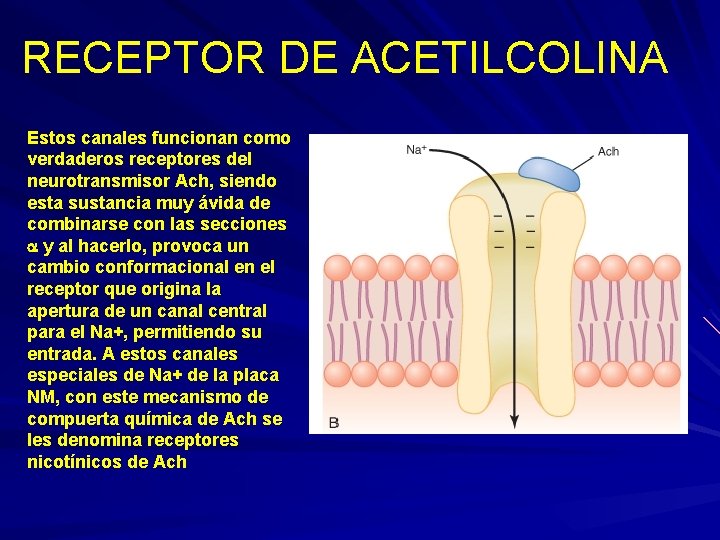 RECEPTOR DE ACETILCOLINA Estos canales funcionan como verdaderos receptores del neurotransmisor Ach, siendo esta