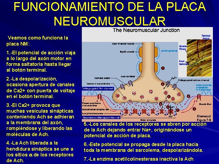 FUNCIONAMIENTO DE LA PLACA NEUROMUSCULAR Veamos como funciona la placa NM: 1. -El potencial