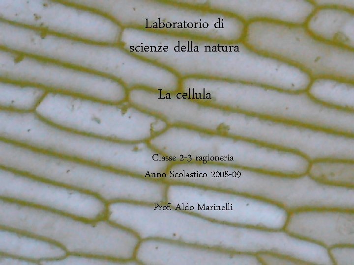 Laboratorio di scienze della natura La cellula Classe 2 -3 ragioneria Anno Scolastico 2008