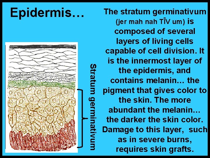 Epidermis… Stratum germinativum The stratum germinativum (jer mah nah TĪV um) is composed of