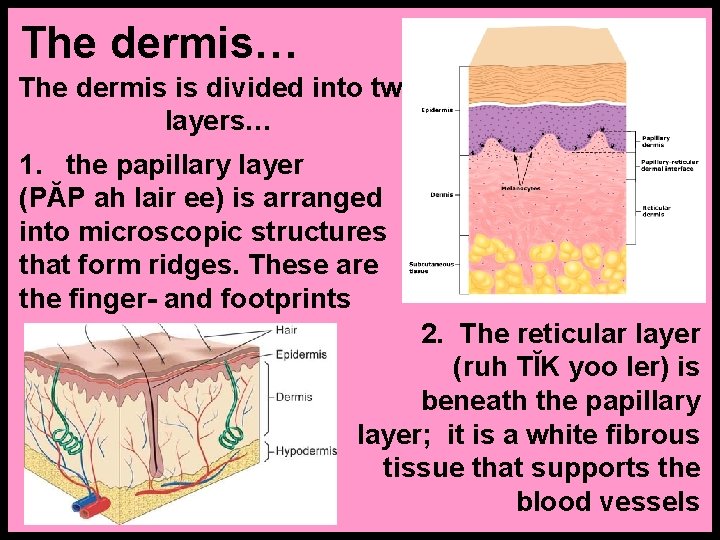 The dermis… The dermis is divided into two layers… 1. the papillary layer (PĂP