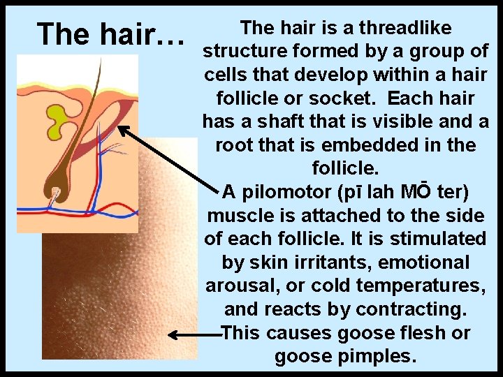 The hair… The hair is a threadlike structure formed by a group of cells