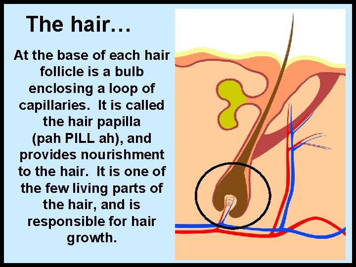 The hair… At the base of each hair follicle is a bulb enclosing a