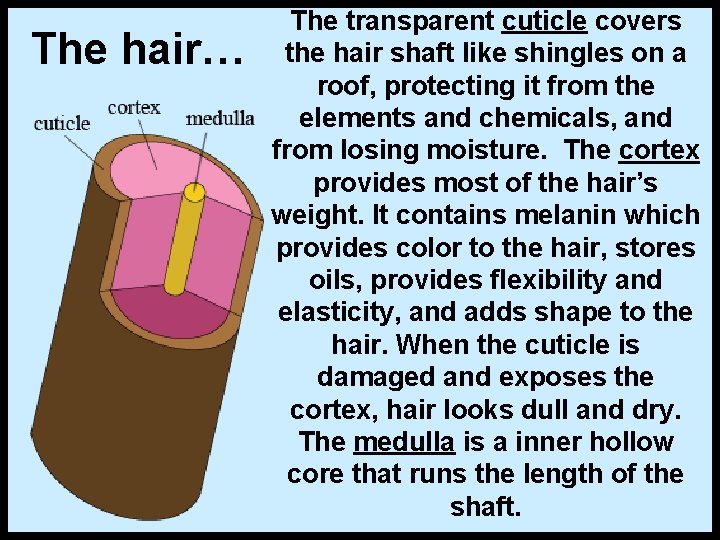 The hair… The transparent cuticle covers the hair shaft like shingles on a roof,