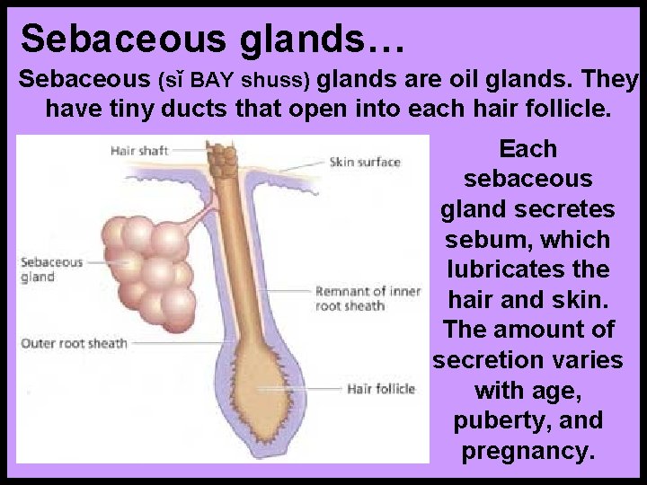 Sebaceous glands… Sebaceous (sǐ BAY shuss) glands are oil glands. They have tiny ducts