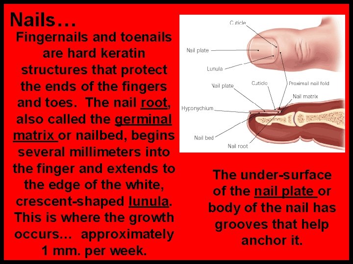 Nails… Fingernails and toenails are hard keratin structures that protect the ends of the