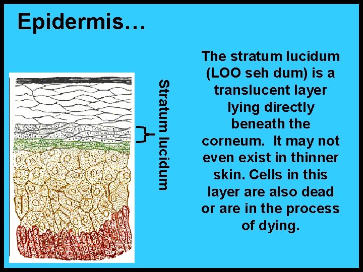 Epidermis… Stratum lucidum The stratum lucidum (LOO seh dum) is a translucent layer lying