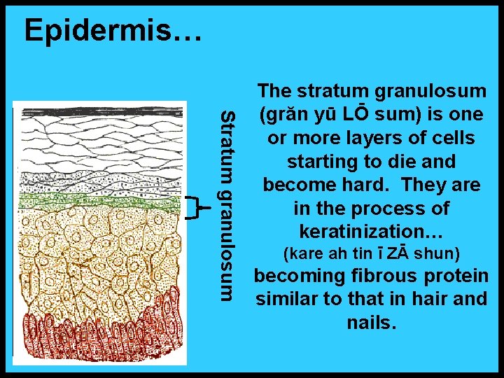 Epidermis… Stratum granulosum The stratum granulosum (grăn yū LŌ sum) is one or more
