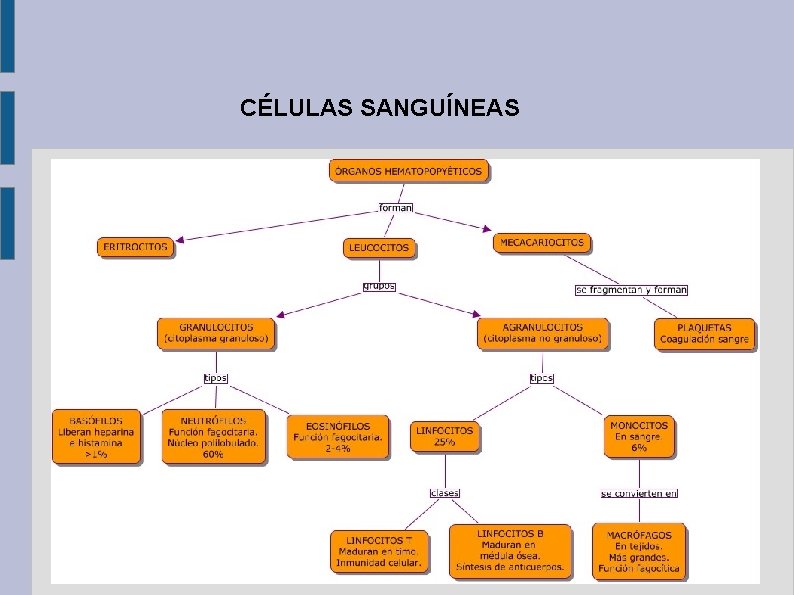 CÉLULAS SANGUÍNEAS 