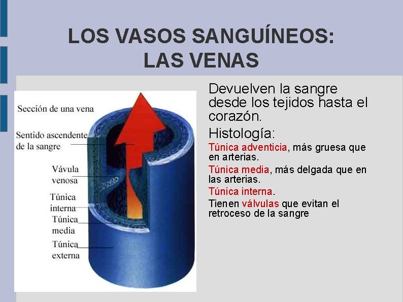 LOS VASOS SANGUÍNEOS: LAS VENAS Devuelven la sangre desde los tejidos hasta el corazón.