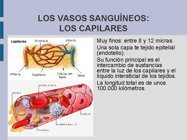 LOS VASOS SANGUÍNEOS: LOS CAPILARES Muy finos: entre 8 y 12 micras. Una sola