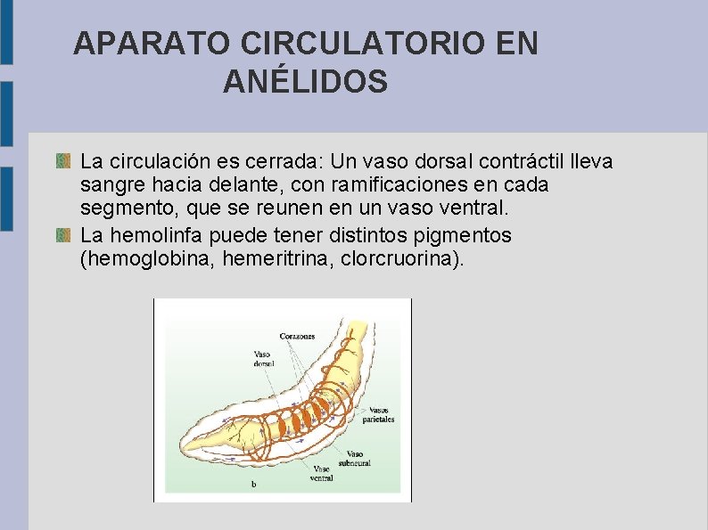 APARATO CIRCULATORIO EN ANÉLIDOS La circulación es cerrada: Un vaso dorsal contráctil lleva sangre
